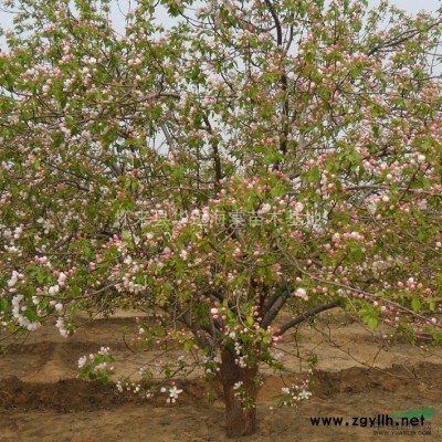 八棱海棠，海棠树苗，海棠大树，海棠古树