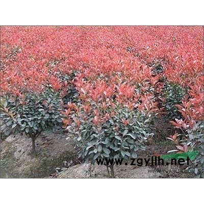 红叶小波江苏*新价格