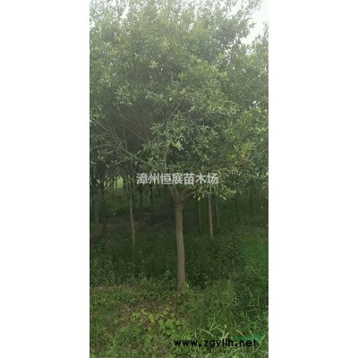 供应本地火焰木