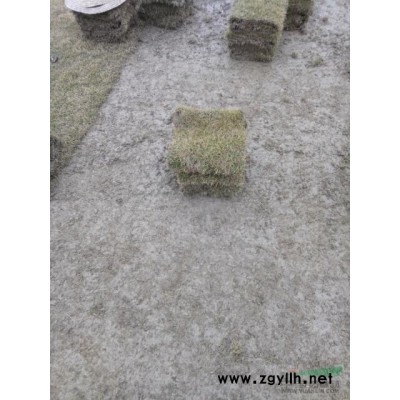 马尼拉草籽如何播种 湖南马尼拉草坪价格