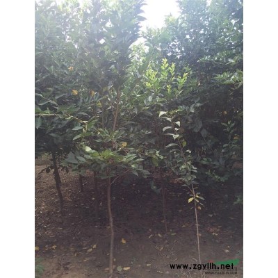 河南省邓州市供应5--6公分桂花