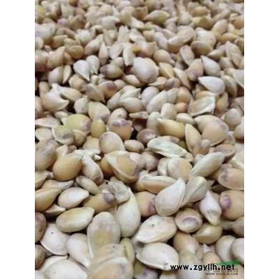 棱角山矾哪里便宜/棱角山矾*新报价/棱角山矾出芽率？