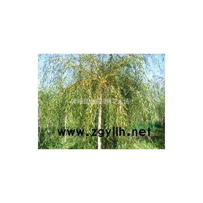 2-10公分紫叶矮樱，紫叶矮樱小苗