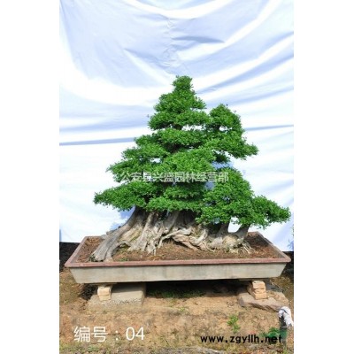 金弹子湖北基地供应，规格*，树种编号22、23、24