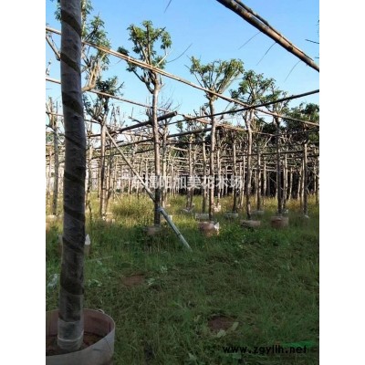 广东地区4-8黄槐