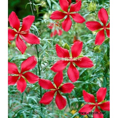 加拿大唐棣（Amelanchier  laevis *苗木