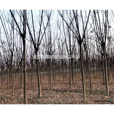 红叶李（精品）