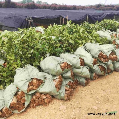 油茶苗高产油茶苗嫁接油茶苗杂交油苗1公分到五公分挂果油茶树