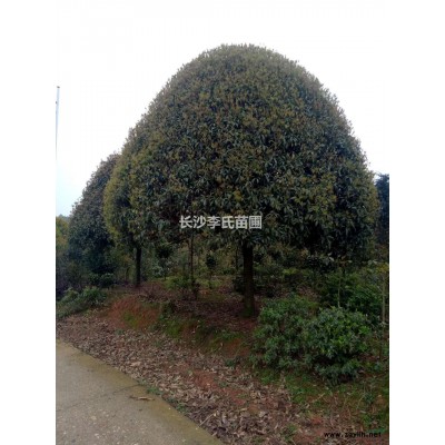 大量供应桂花树、香樟等绿化苗木