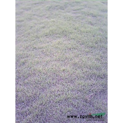 优质草皮，草坪供应图片\优质草皮，草坪供应报价