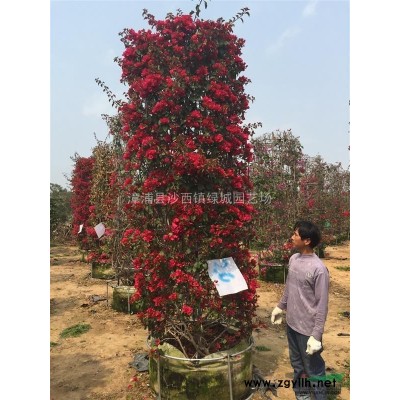 造型精品三角梅红花