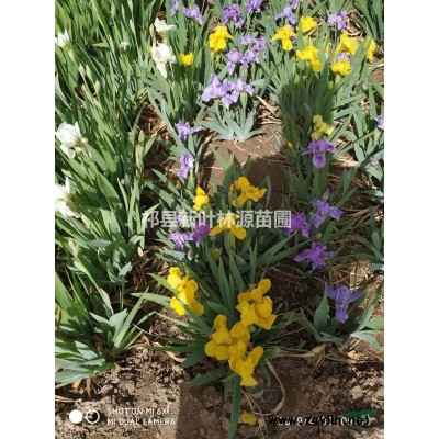 山西晋中祁县鸢尾供应