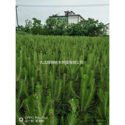 江西红豆杉杯苗价格便宜批发 九江红豆杉杯苗 红豆杉营养杯苗报