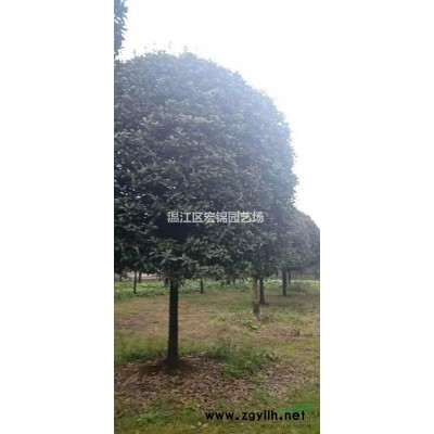 便宜出14-16公分精品八月桂