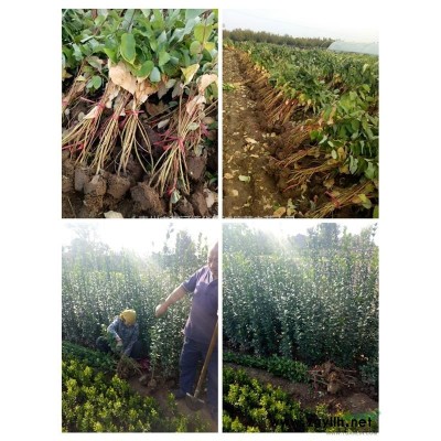 卫矛球价格，大量供应卫矛球