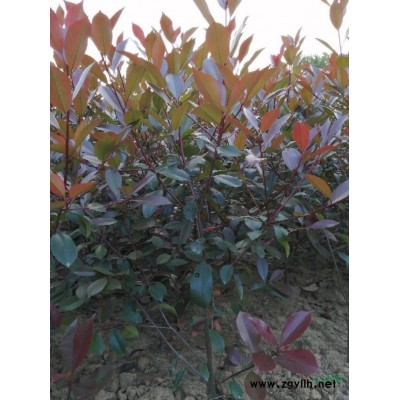 供应红叶石楠小苗