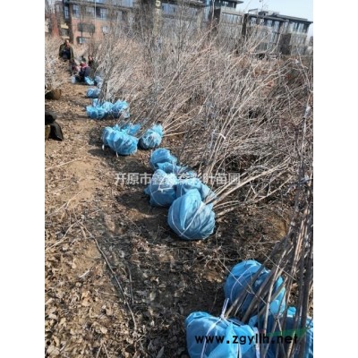 山西天目琼花，天目琼花墩子，天目琼花价格