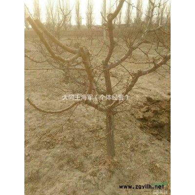 出售杏树  嫁接好的  大接杏  仁用杏   大杏扁