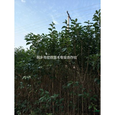 香樟树3供应/香樟树3图片