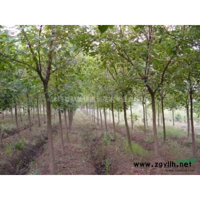 虞北花木专业合作社特价供应七叶树 白花七叶树 红花七叶树