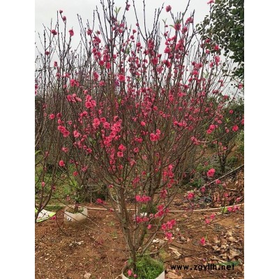 福建地区大量供应红花碧桃