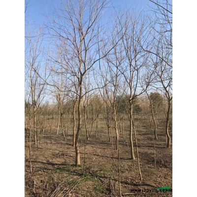 江苏[产品]/江苏中国红樱花价格/报价