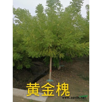 供应12-20公分榉树