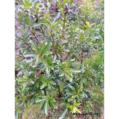 嫁接杨梅大小苗供应