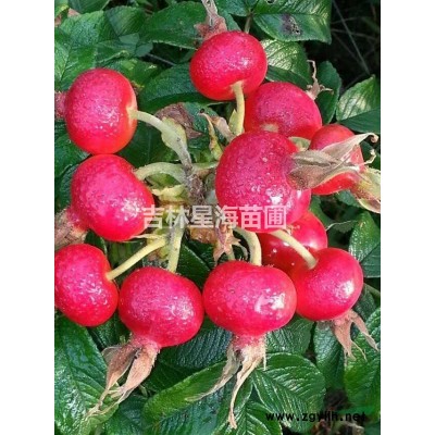 红花圆锥八仙花苗工程苗