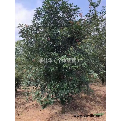 精品红叶石楠篱笆