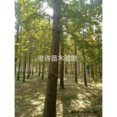 长期出售银杏树法桐树红枫各种绿化苗木