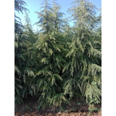 精品法桐，大量法桐