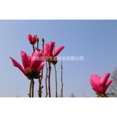 玉兰五公分到二十二公分都有售