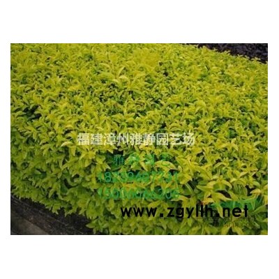 批发勒杜鹃三角梅