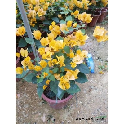 低价供应，球形三角梅勒杜鹃，柱形三角梅勒杜鹃。数量5000颗