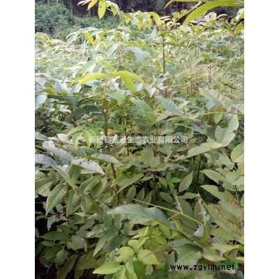 青钱柳苗青钱柳苗价格江西青钱柳苗