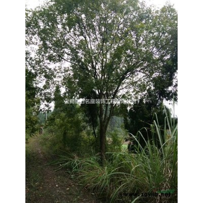 专供绿化苗木