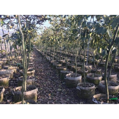 福建宁德供应樱花规格*