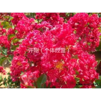 红叶，红火球紫薇，红梅紫叶李紫叶桃，规格*，品种众多