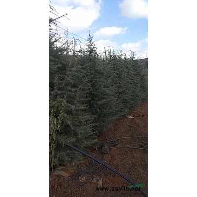昆明地区供应80-200公分高雪松