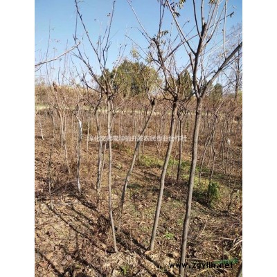 文冠果苗木（有大量红花）