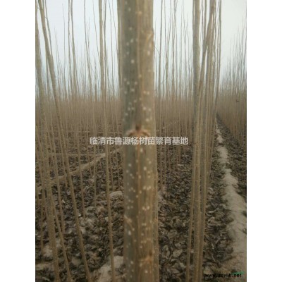 诚信供应精品杨树苗1--3公分