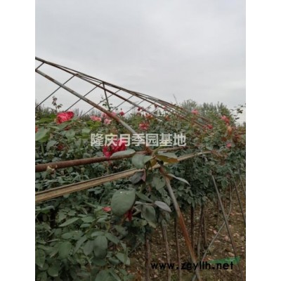 自家基地种植树状月季供应中