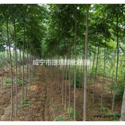 湖北红叶石楠球 咸宁红叶石楠球 精品红叶石楠球