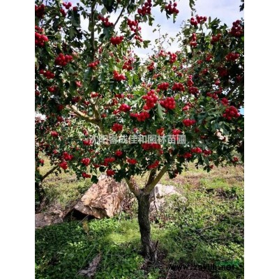山里红 15年成树  急售 12-20公分