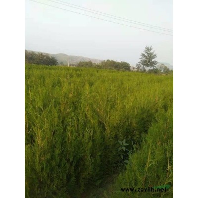 河北地区供应侧柏苗