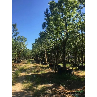 福建供应地苗移栽风铃木品质优良规格*