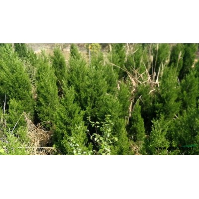 湖南地区塔柏，龙柏，香樟树，桂花，银杏苗木的出售的