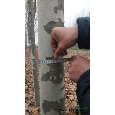 产地直销法国桐