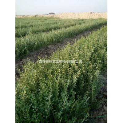 白刺树苗育苗基地，白刺树苗种植合作社